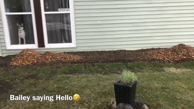 Our Very First Lavender Plant $3.00