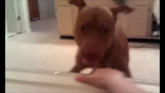 Энергичный питбуль смотреть онлайн