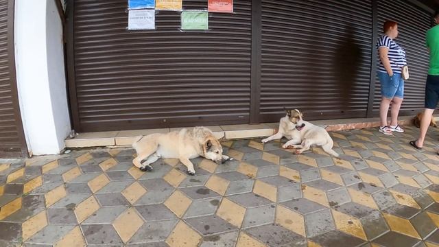 Виталий теперь в стае!  Вместе веселей! 26.06.2021.?ЛАЗАРЕВСКОЕ СЕГОДНЯ?СОЧИ.
