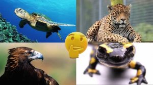 Развивающее видео для детей про животных | Угадай, где правильный ответ! | Выпуск 5