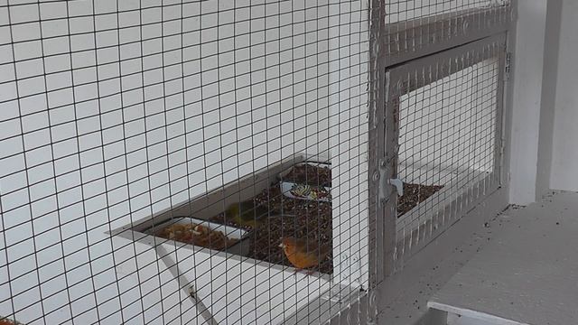 Птицы в новой вольере на кормушке смотреть онлайн