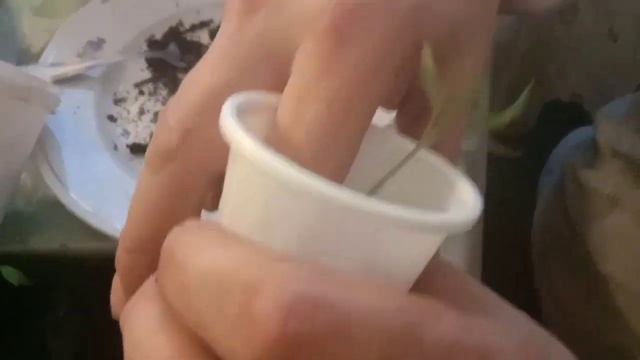 ПЕРЕВАЛКА (ПЕРЕСАДКА) ПИКИРОВКА РАССАДЫ ТОМАТОВ ПОДРОБНО. 2 Серия смотреть онлайн