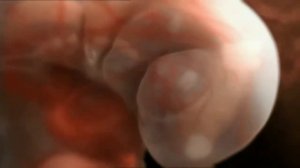 Как происходит зачатие и развитие ребёнка  фантастическое видео 720p]