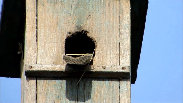 Скворцы - вестники Весны! смотреть онлайн