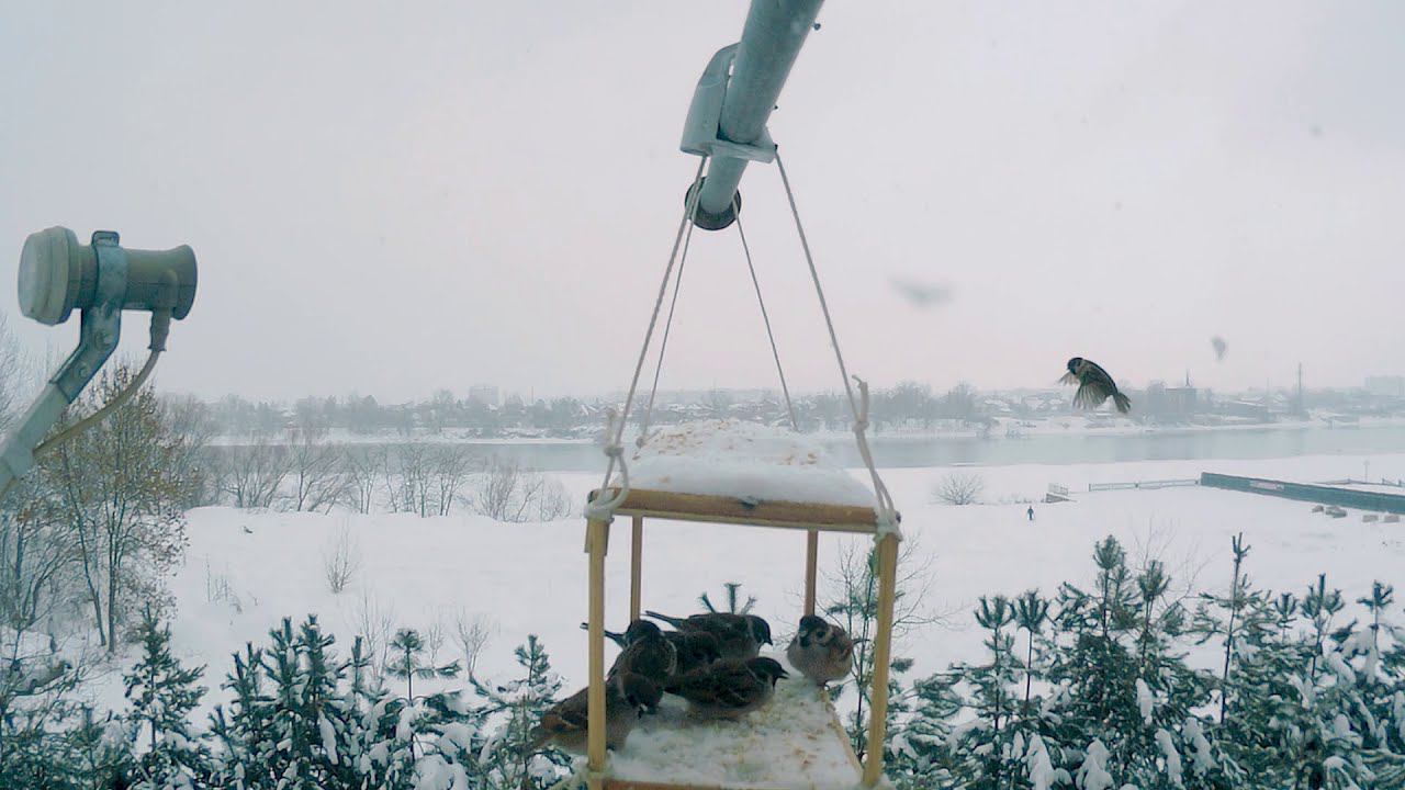 кормушка для птиц -гости в первые полчаса после установки смотреть онлайн