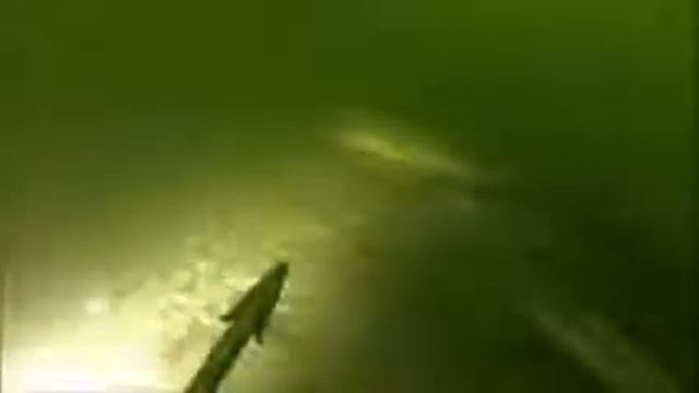 Осетровые в природе смотреть онлайн