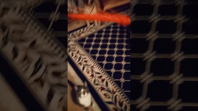 MY CATS. ROMULUS & REMUS, NEW TOY, MY FLOWER DISPLAY 😟 PT 2 смотреть онлайн