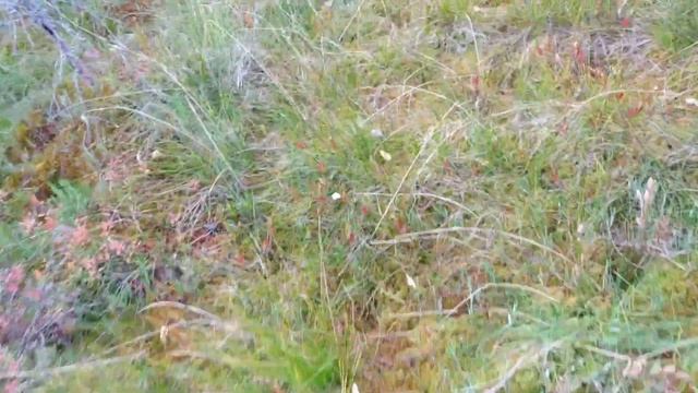 Сбор и чистка клюквы смотреть онлайн