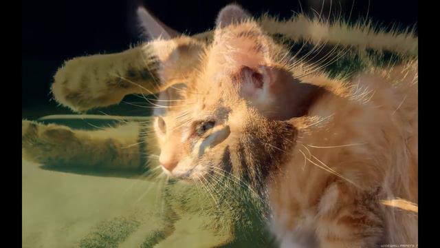 Забавные котята смотреть онлайн