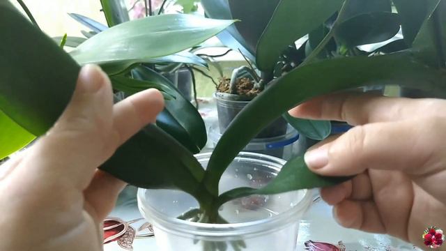 Знімаю ДІТКУ орхідеї з ПЕНЬКА / МАЛО коренів / Орхідея Piccolo Red смотреть онлайн