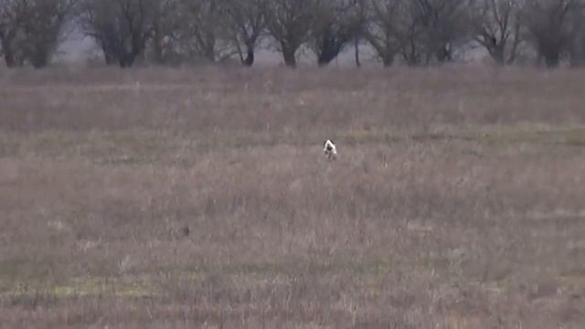 962 (88) Эпаньол Бретон Верон Сергей Степанюк смотреть онлайн