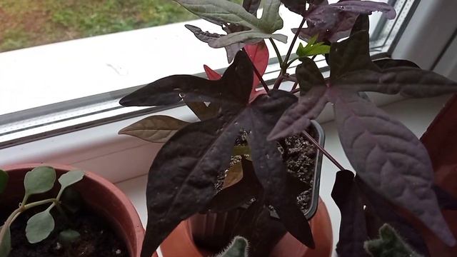 11 октября. Мои цветы. Новые корни - новая жизнь. смотреть онлайн