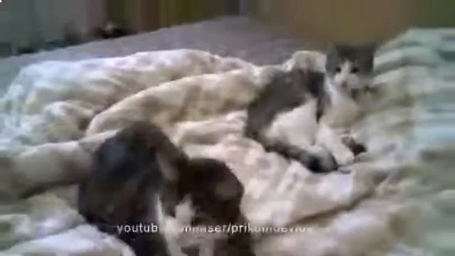 Кошки смешно зевают!Смотрите все смотреть онлайн