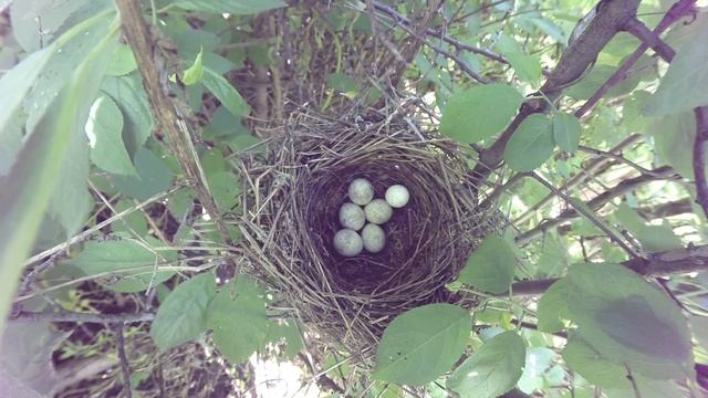 Славка Ястребиная 160613 3 в терне 0615 подброс яйца болтуна синицы 12 смотреть онлайн