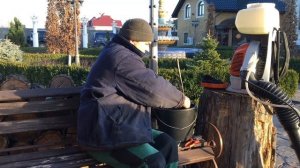 Обработка самшита ранней весной