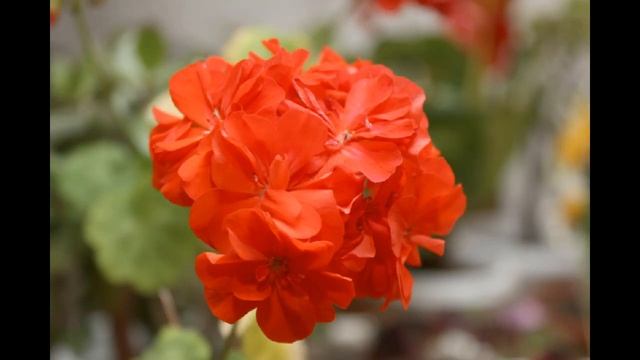 Beautiful Flowers. Красивые цветы