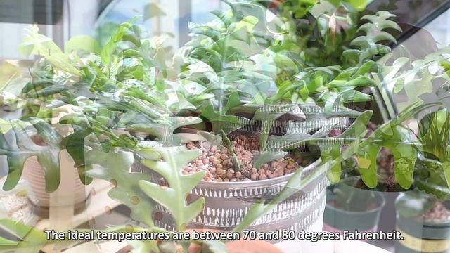 BEST TIPS | HOW TO CARE FOR FISHBONE CACTUS | EPIPHYLLUM ANGULIGER | RIC RAC CACTUS смотреть онлайн