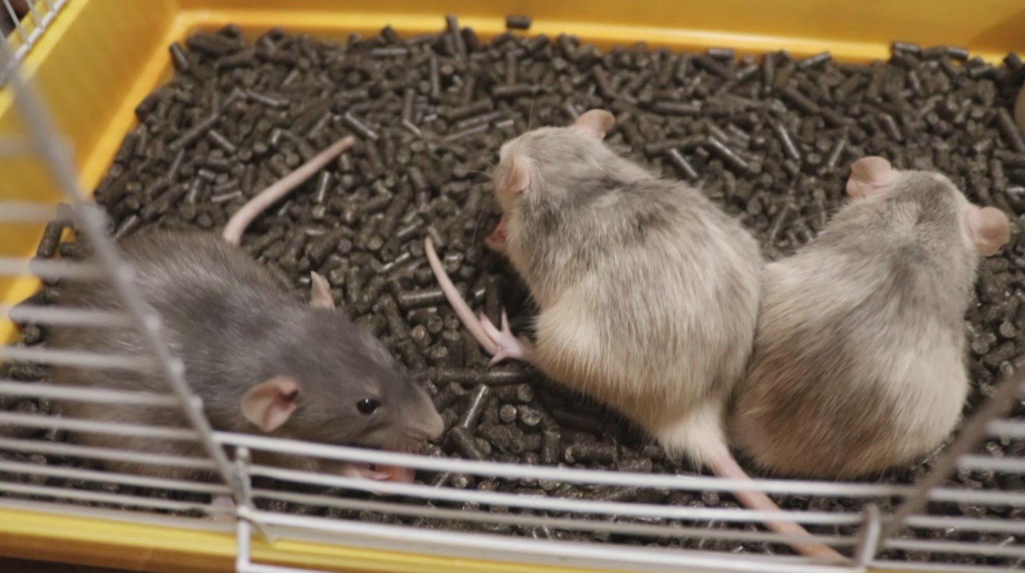 КРЫСЫ ДЕРУТСЯ ЗА ЕДУ! КОРМЛЮ КРЫС СОСИСКАМИ смотреть онлайн