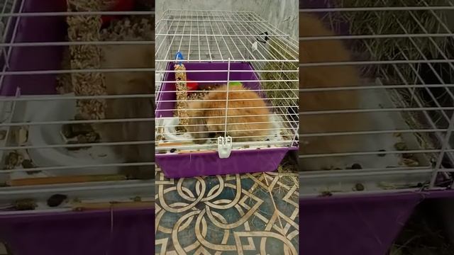 Декоративный кролик/ вислоухий баран смотреть онлайн