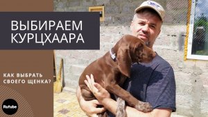 Выбираем щенка курцхаара.