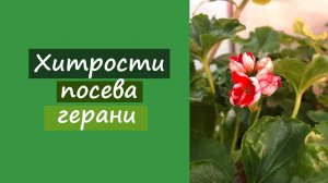 Хитрости посева герани