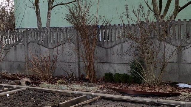 Прогулка по саду и весенняя обработка роз. #весенняяобработкароз #розывсаду #розы #дача смотреть онлайн