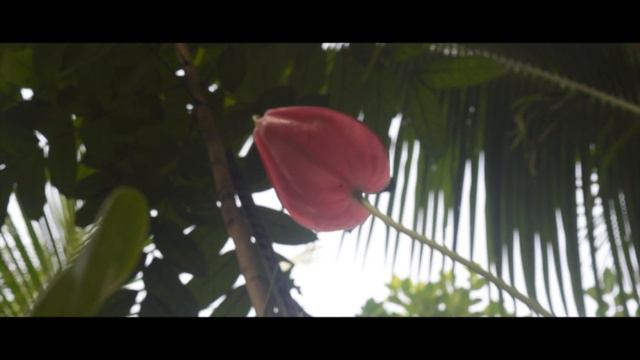 Anthurium смотреть онлайн