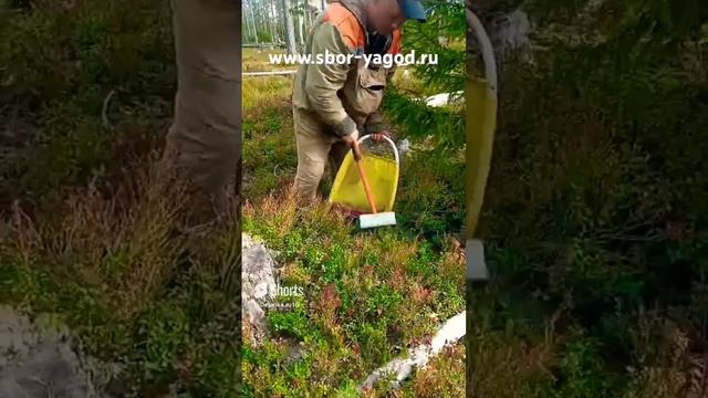 сбор брусники широкими граблями в ловушку www.sbor-yagod.ru смотреть онлайн