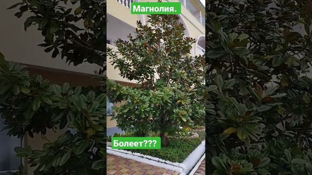 Магнолия. в Сочи! смотреть онлайн