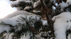 10. Сбор сосновых шишек на семена.