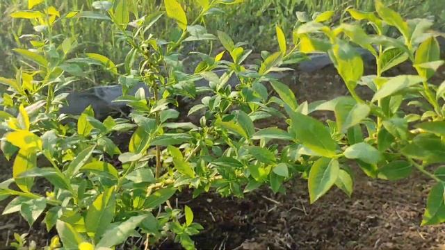 Чем укрыть голубику на зиму? Обзор после зимы. Едем за хвойным опадом смотреть онлайн