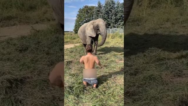 Слон & Муравей 😂 смотреть онлайн