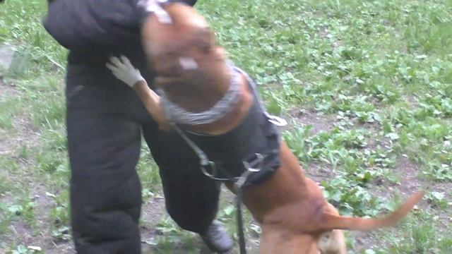 Пупков тренирует сраффорда Стива на защиту хозяйки смотреть онлайн