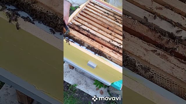 Пасека в ëлках. Кино. Как за третьим ульем ездил. Почти обошлось. смотреть онлайн