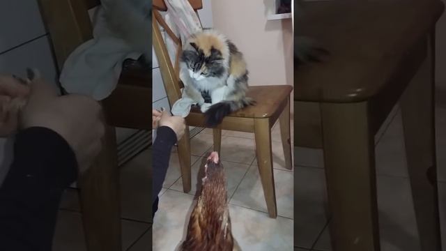 Кормление кошки и курицы с женских рук смотреть онлайн