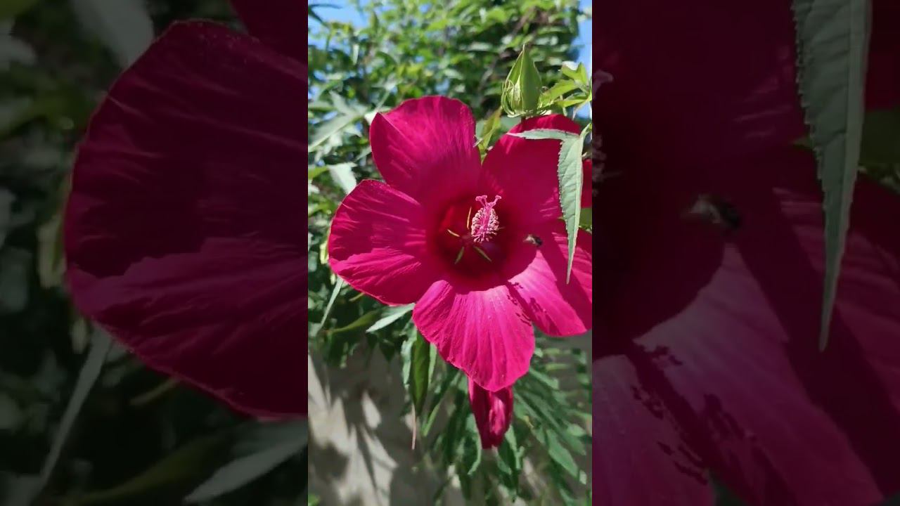 Цветик - Семицветик смотреть онлайн