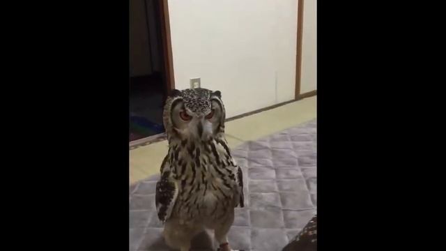 Игрушечная мышь. смотреть онлайн