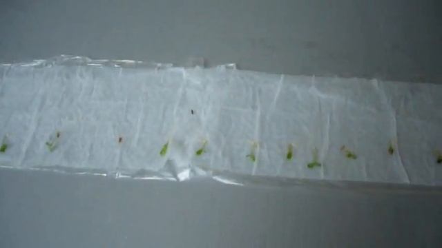 СУПЕР СПОСОБ ВЫРАЩИВАНИЯ РАССАДЫ АСТРЫ В ПАКЕТЕ БЕЗ ЗЕМЛИ! ЧАСТЬ 2 смотреть онлайн