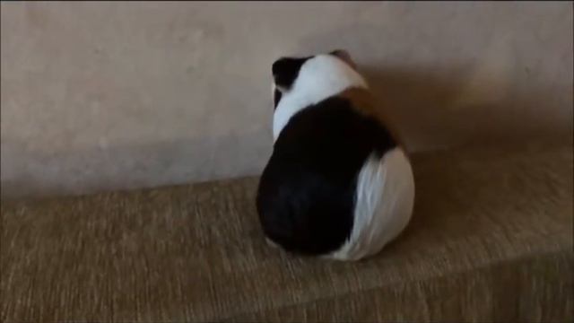 Морская свинка Хрумка "Толстая" смотреть онлайн