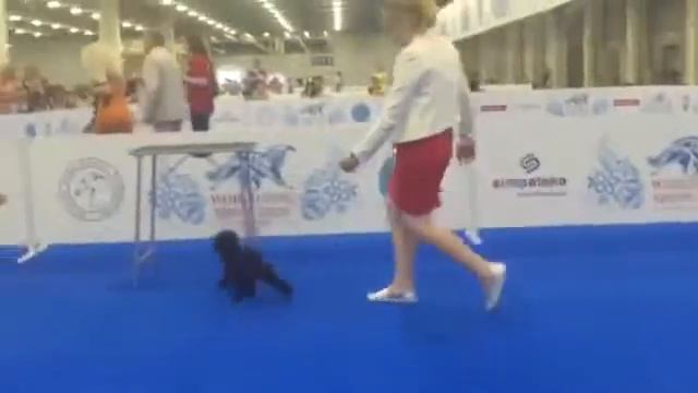 продается коричневый пудель Мартин смотреть онлайн