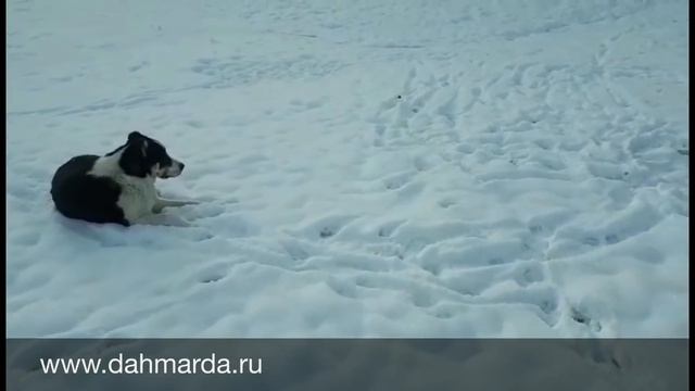 Таджикские Саги Дахмарда в Адыгее зимой смотреть онлайн