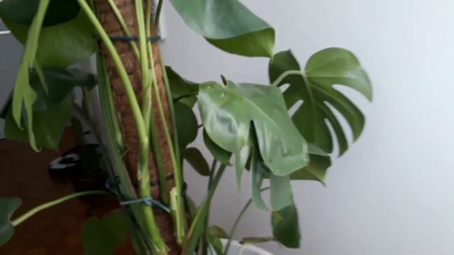 Ficus, Monstera, Pothos, Sansevieria | Aggiornamento смотреть онлайн