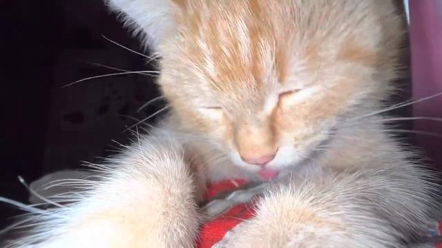 Рыжик Чернухович Мурчалкин ? котёнок мурлыкает