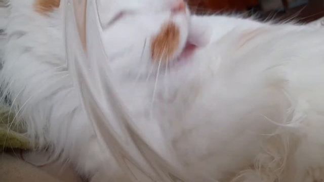 Легко ли быть пушистым котом? смотреть онлайн