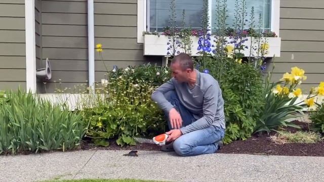 STIHL HSA -25 Garden Shears смотреть онлайн