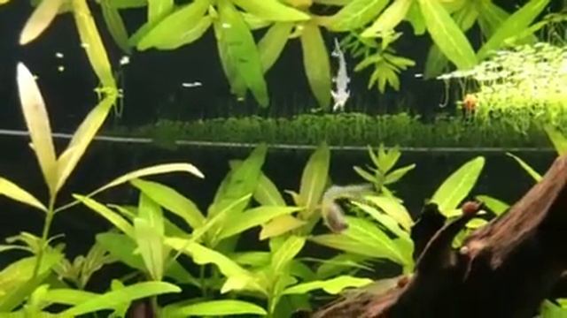 Попондетта смотреть онлайн