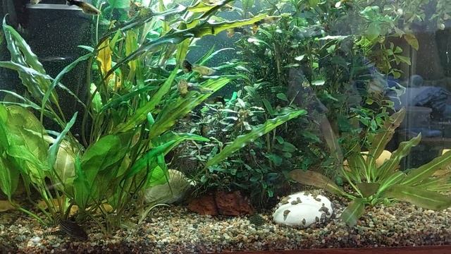 Мой аквариум 60 л/обзор моего аквариума/новости про дискусов/#будни аквариума смотреть онлайн