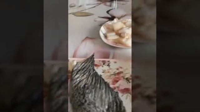 Зубатка нежнейшая рыба, тает во рту! жареная на масле в кляре.. ????? смотреть онлайн