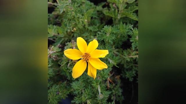 БИДЕНС (ЧЕРЕДА) (BIDENS)