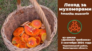 Поход за мухоморами - Amanita muscaria. Дневник грибника 3 сентября 2024 года.